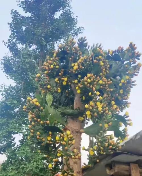 酒杯花仙人掌种植方法是什么？如何确保其健康成长？