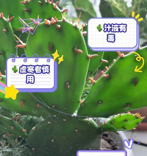 盆里种植仙人掌的正确方法是什么？如何确保其健康成长？