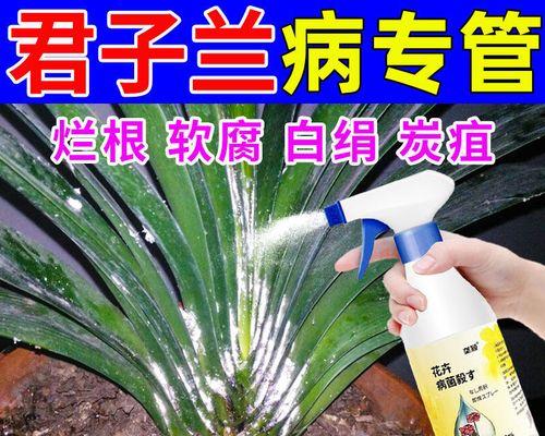 君子兰黄叶问题如何解决？