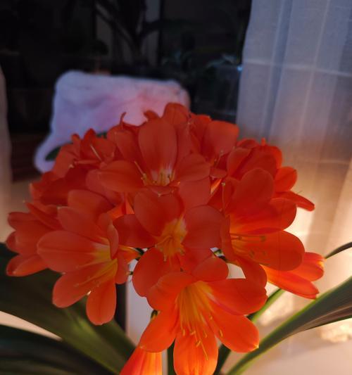静花开君子兰好养吗？君子兰静开花的养护技巧是什么？