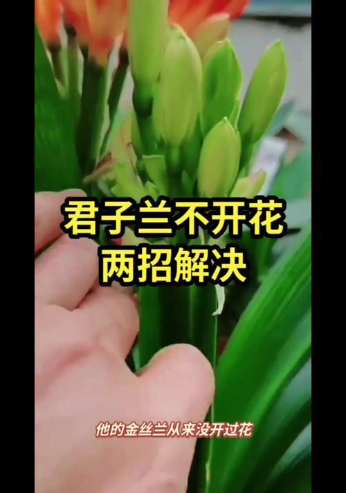 静花开君子兰好养吗？君子兰静开花的养护技巧是什么？