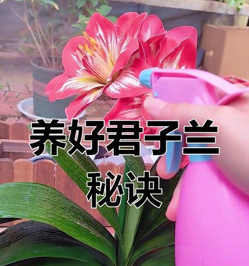 静花开君子兰好养吗？君子兰静开花的养护技巧是什么？