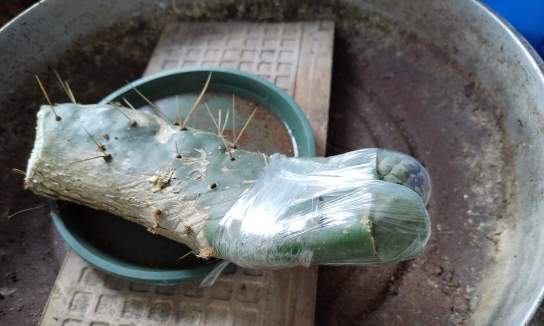 仙人球嫁接教程图解？步骤和注意事项是什么？