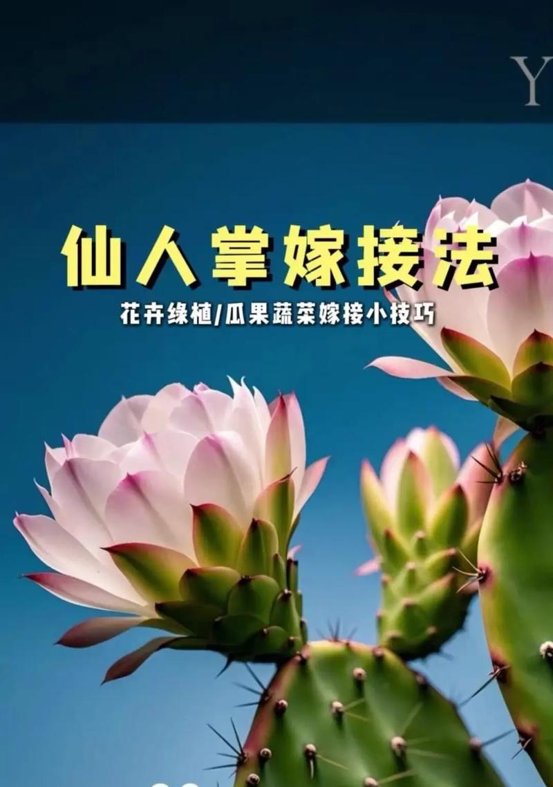 仙人球嫁接教程图解？步骤和注意事项是什么？