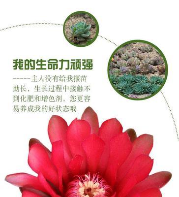 巨型仙人球盆栽的种植方法是什么？
