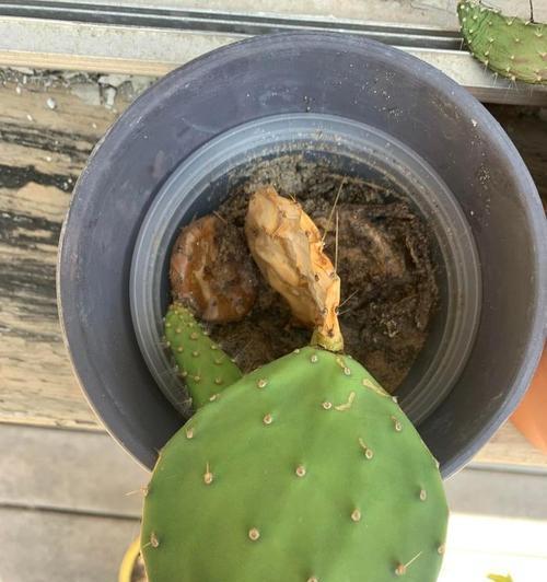 仙人掌修剪后腐烂如何处理？预防措施有哪些？