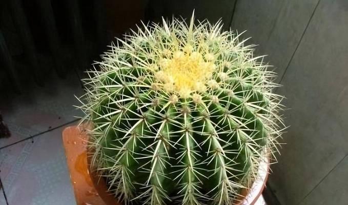 金刚仙人球的种植方法是什么？如何保证金刚仙人球的成活率？
