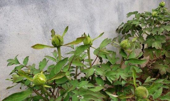 牡丹花侧芽过多是什么原因？如何处理？