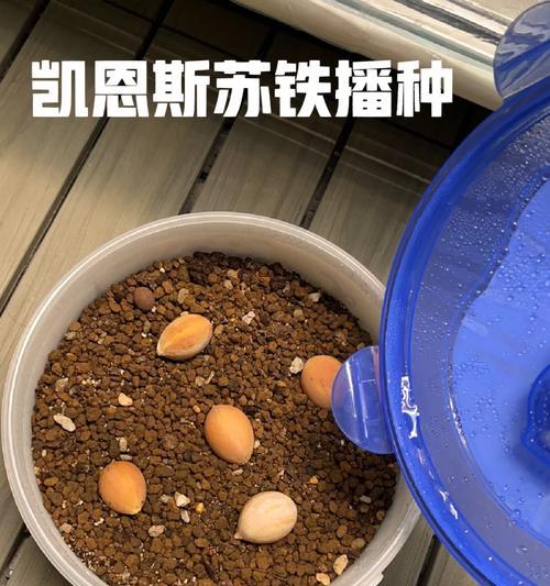 仙人掌种子的种植步骤是什么？