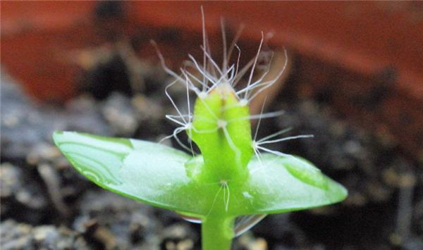 仙人掌种子的种植步骤是什么？