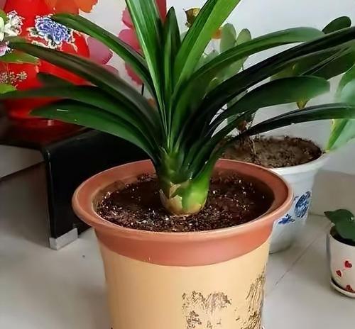 君子兰育苗需要多长时间？怎样促进叶子的生长？
