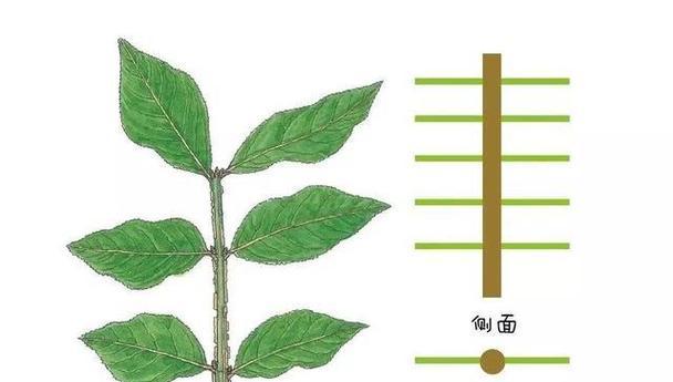 仙人掌叶子发绿是什么原因？如何处理？