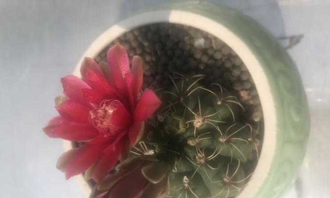 菩提花开仙人球的养护方法是什么？如何正确养护菩提花开仙人球？