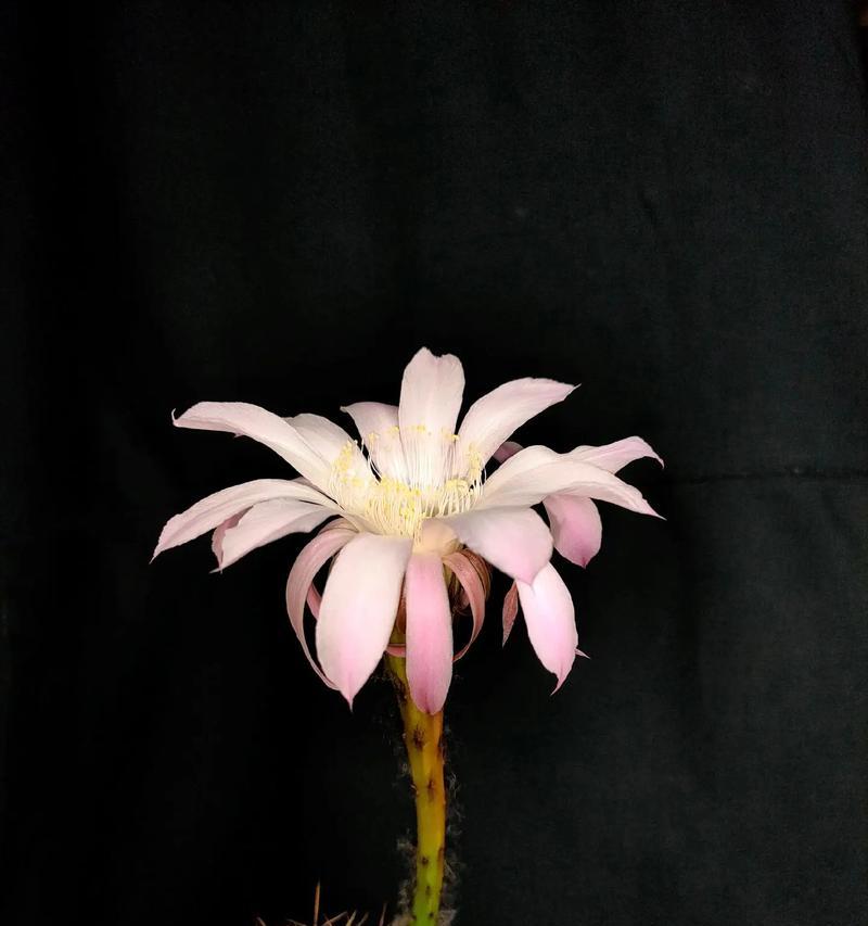 菩提花开仙人球的养护方法是什么？如何正确养护菩提花开仙人球？
