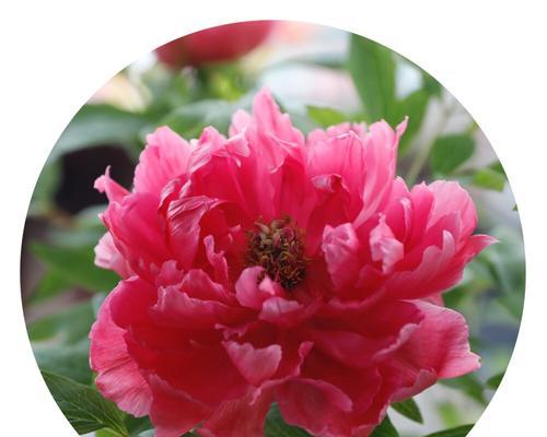 陶罐种植牡丹花的养护管理方法是什么？