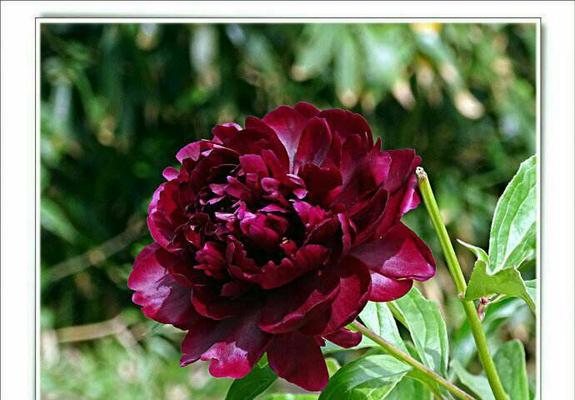 陶罐种植牡丹花的养护管理方法是什么？