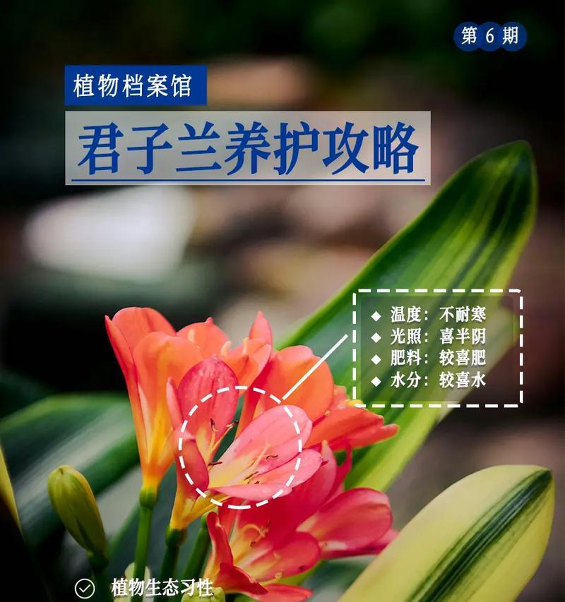 君子兰叶片薄的养护和管理方法是什么？