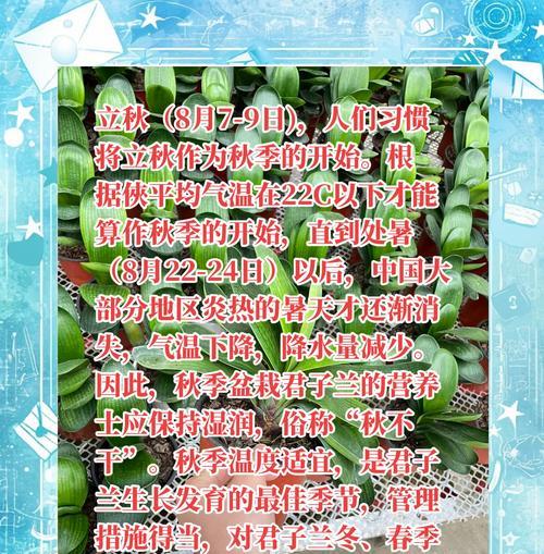 君子兰叶片薄的养护和管理方法是什么？