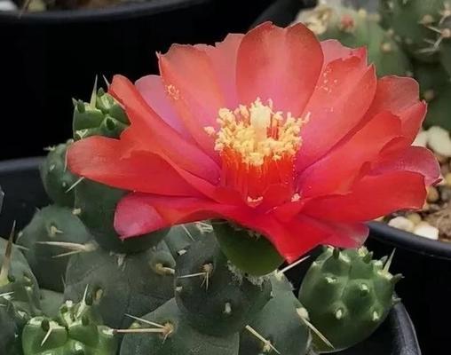 仙人球石头花开花的秘诀是什么？
