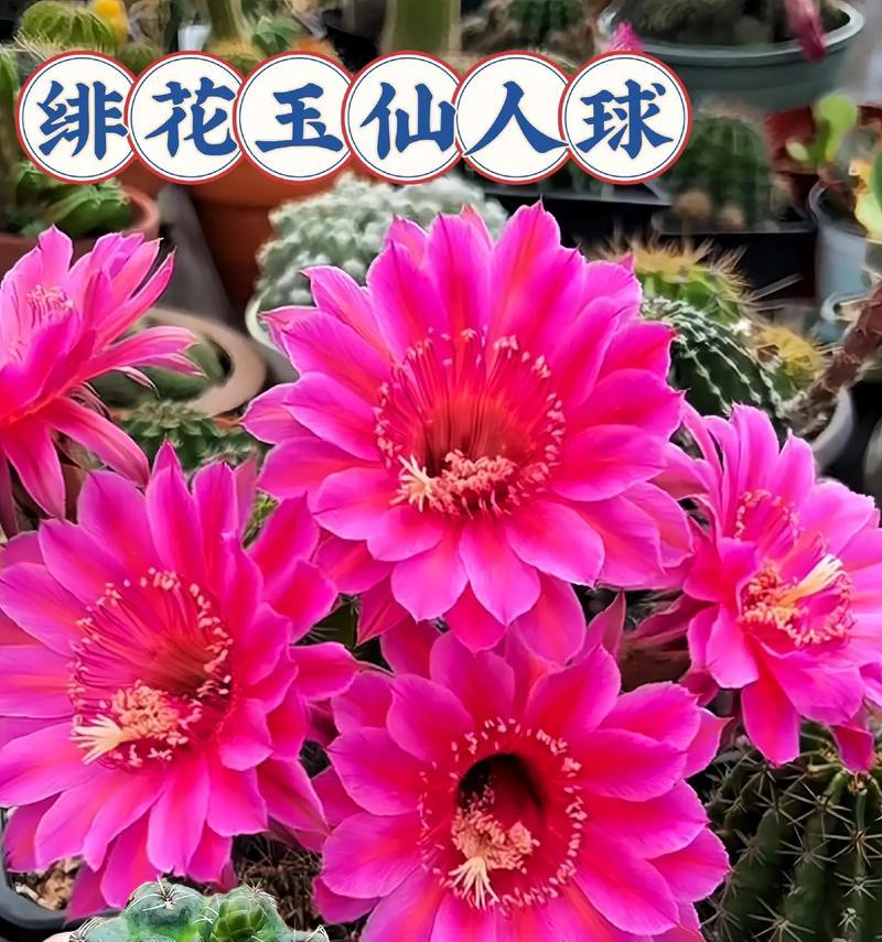 仙人球石头花开花的秘诀是什么？