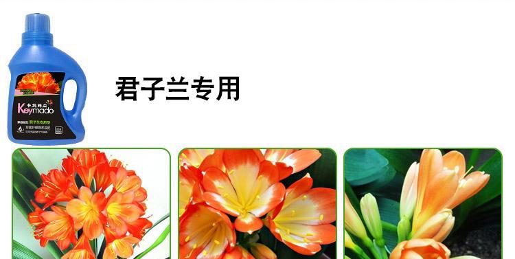 君子兰营养液使用方法及效果如何？