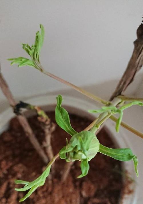 牡丹花夏季叶子蔫的解决方法？