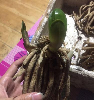 君子兰群兰花苗开花需要多长时间？