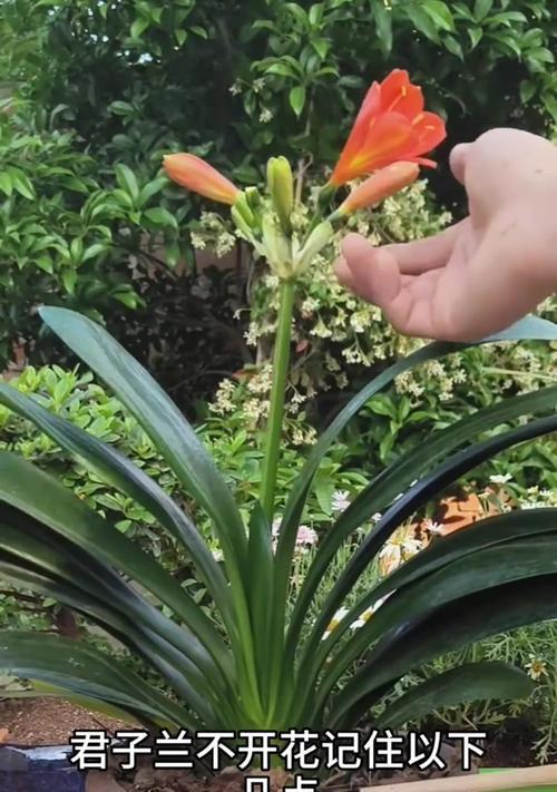 君子兰群兰花苗开花需要多长时间？