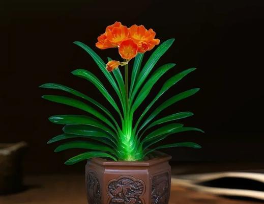 君子兰群兰花苗开花需要多长时间？
