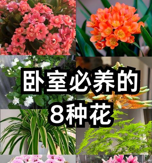 太阳花型牡丹花的养殖技巧？怎样才能养得更美？