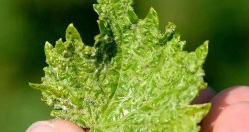 如何分辨玫瑰花上的蓟马？有哪些方法？