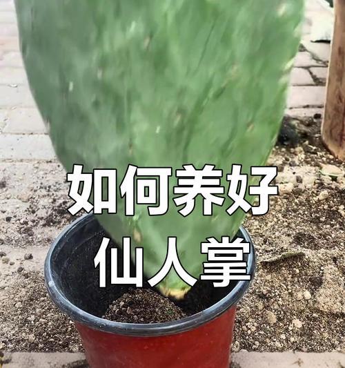 仙人掌树的浇水与养护技巧是什么？