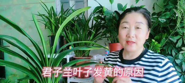 君子兰发黄是什么原因？如何预防和处理？