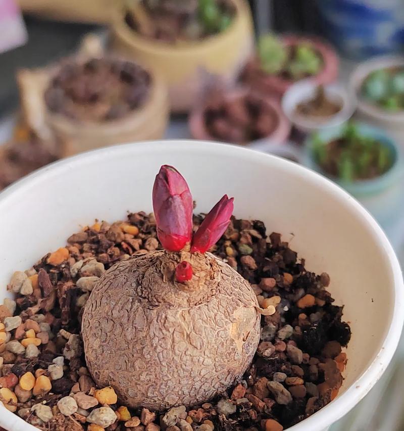 玫瑰花的新叶子看起来像什么？
