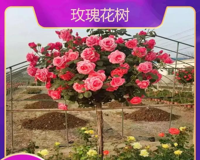 河南玫瑰花种植的正确方法是什么？