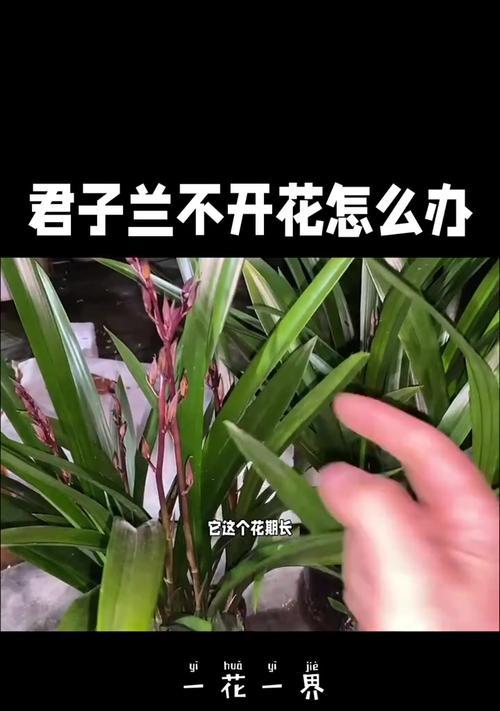 君子兰的开花能力强吗？为什么有的不开花？
