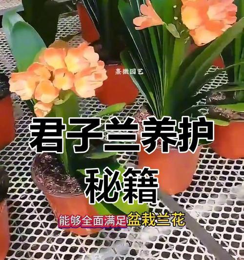 室外君子兰如何养护？浇水的正确方法是什么？