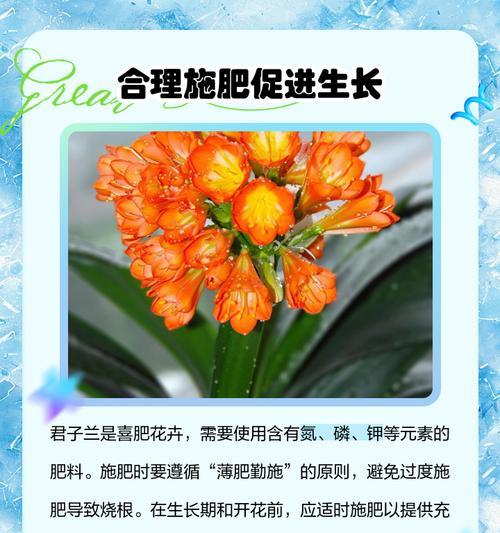室外君子兰如何养护？浇水的正确方法是什么？