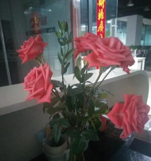玫瑰花凋落后修剪的美观技巧有哪些？