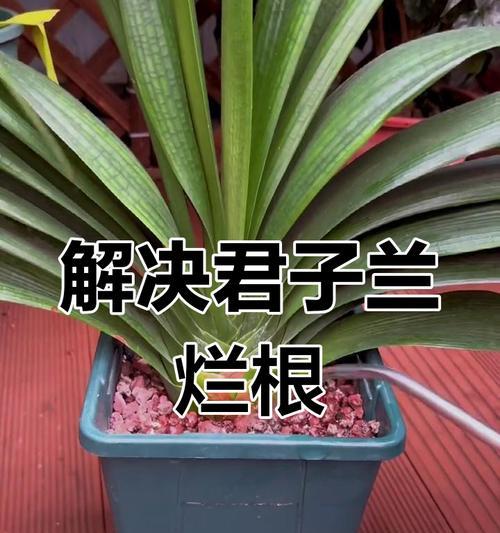 君子兰叶子发黄的原因及解决办法是什么？