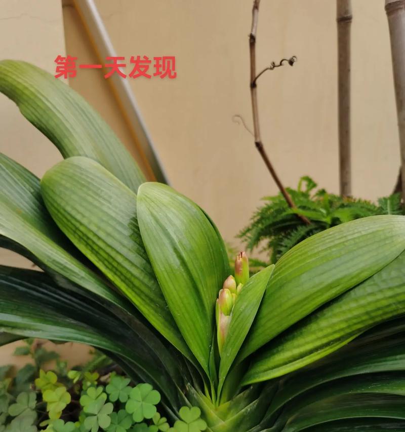 君子兰春天开花的条件是什么？