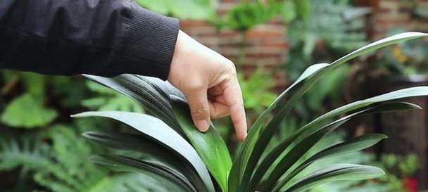 君子兰春天开花的条件是什么？
