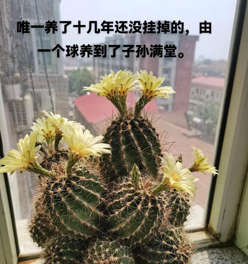 渔翁仙人球开花的条件是什么？怎样才能促进开花？