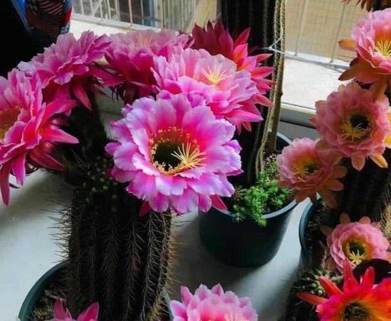 渔翁仙人球开花的条件是什么？怎样才能促进开花？