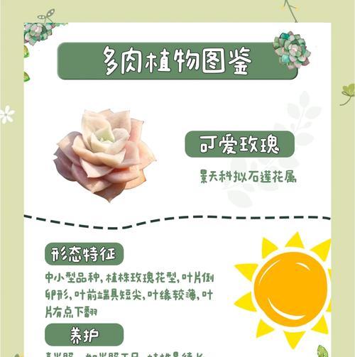 玫瑰花的养殖方法有哪些？