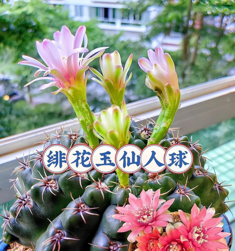 哪种仙人球品种最易开花？