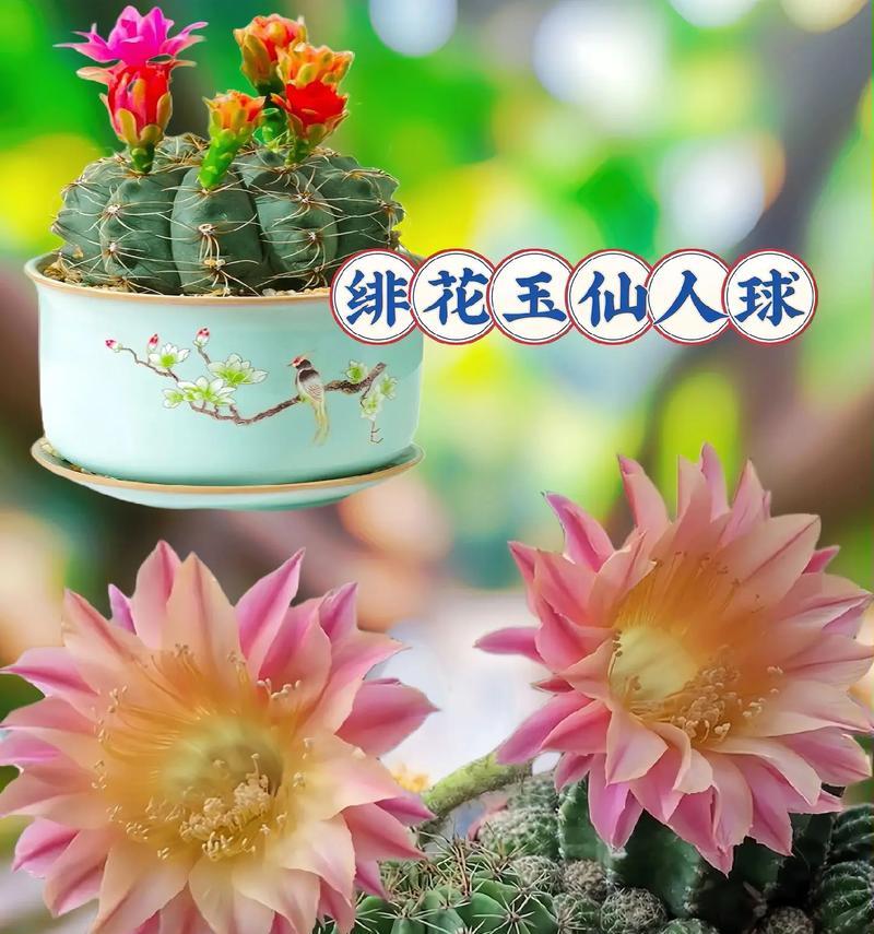 哪种仙人球品种最易开花？