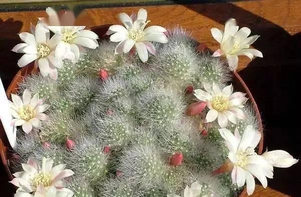 哪种仙人球品种最易开花？