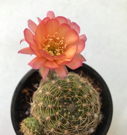 哪些仙人球品种适合种植？推荐的仙人球品种有哪些特点？