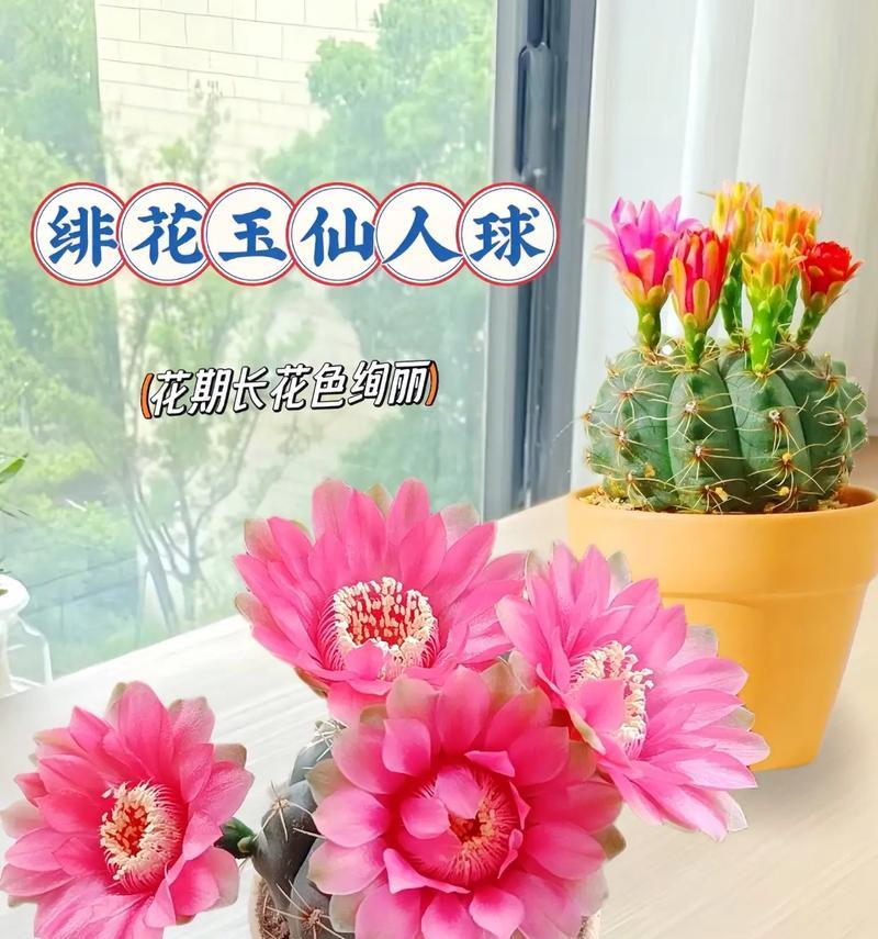 哪些仙人球品种适合种植？推荐的仙人球品种有哪些特点？